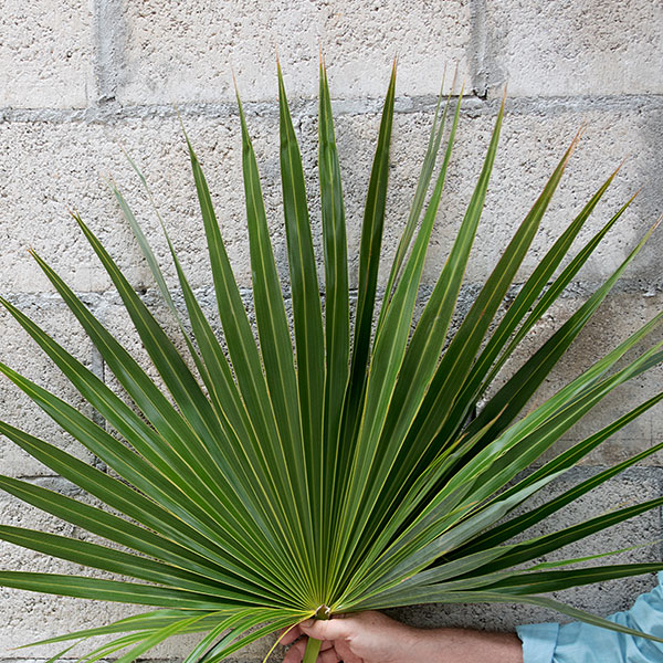 Fresh Palms